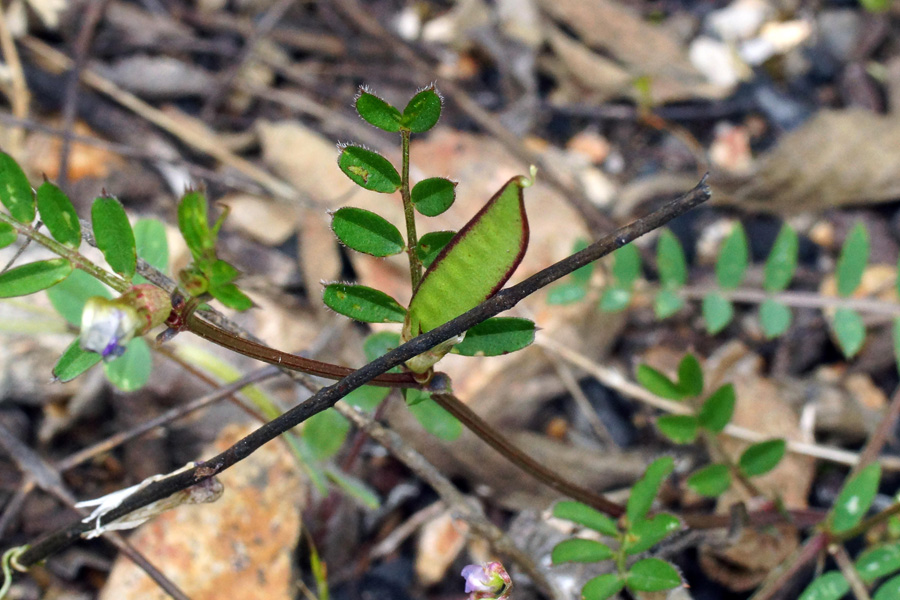 Vicia sativa